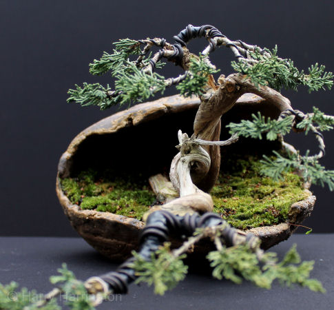 juniper bonsai